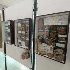 Civico museo naturalistico Ferruccio Lombardi Uccelli del Po