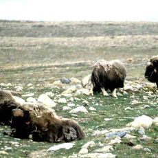 Middle Arctic tundra