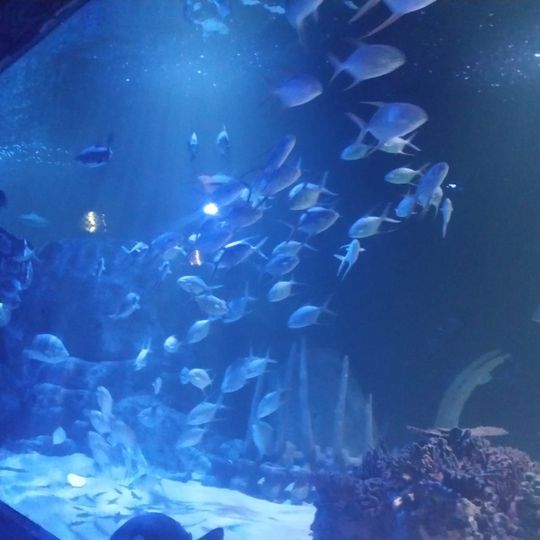 Acuario