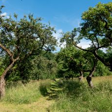 LSG-Biotopkomplex am Hiddeser Berg