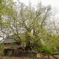 Winterlinde Forstamt Freiberg