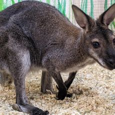 Zooland