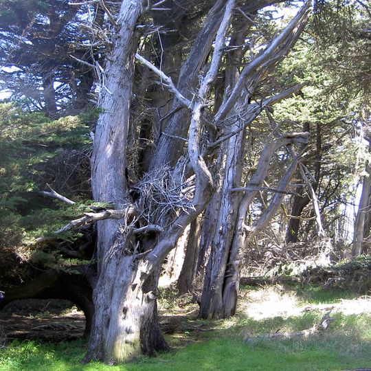 Gualala Point Regional Park