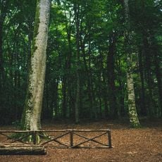 Réserve naturelle Foresta Umbra