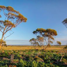 Mallee Cliffs National Park