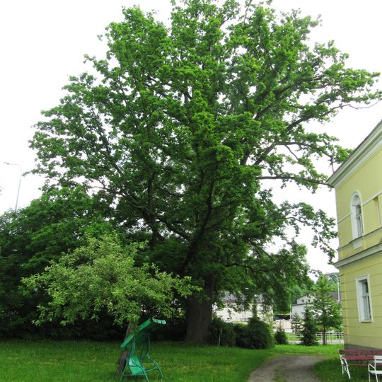 Dub v zahradě u vily Retexu