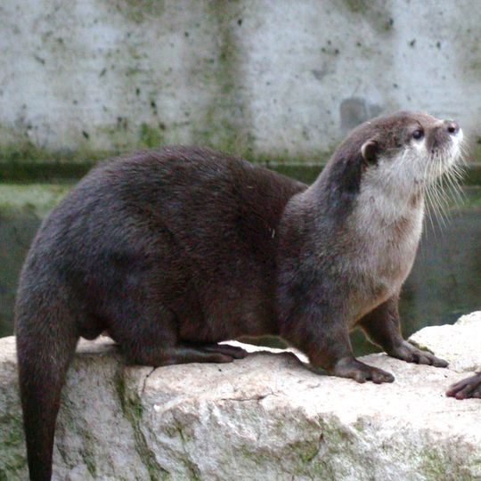 Parc zoologique du bois du petit château