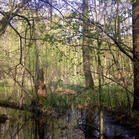 Nature reserve Uroczysko Bażantarnia