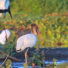 Pantanal