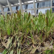 Lagos de Plantas Aquáticas do Museu de Arte Moderna