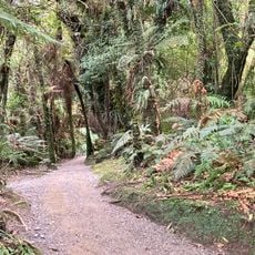 Mananui Bush Walk