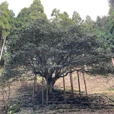 Taki-no-Sennen-Tsubaki Park