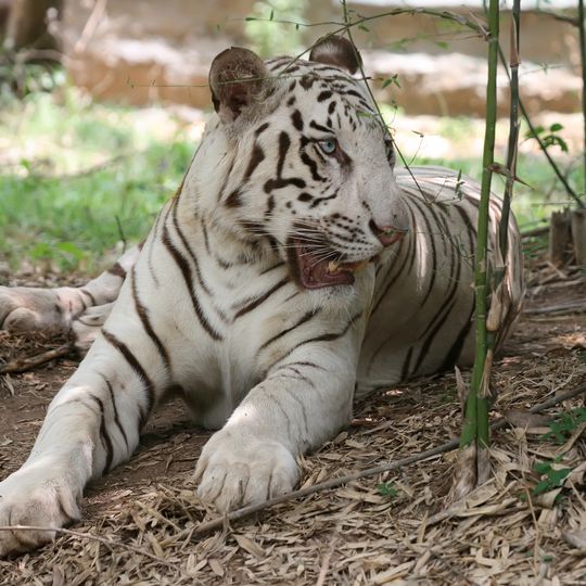 Parco nazionale di Bannerghatta