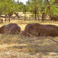 Nationaal park Mosi-oa-Tunya