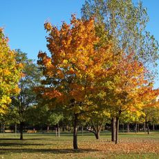 Park Bródnowski