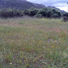 Dehesa Boyal de Puertollano