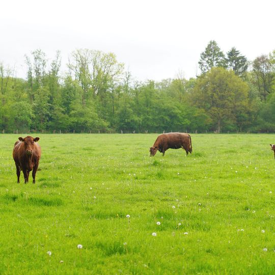 NSG Hansdorfer Brook