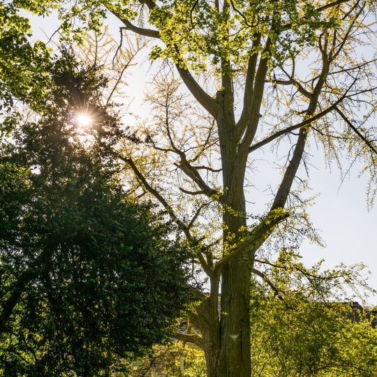Ginkgobaum im Schlosspark Schönberg
