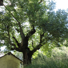 Frassino secolare di Pessé