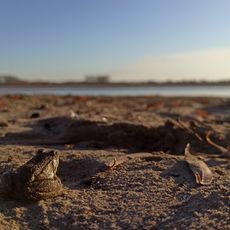 State Nature Sanctuary "Floodplain of the Irtysh River" (complex)
