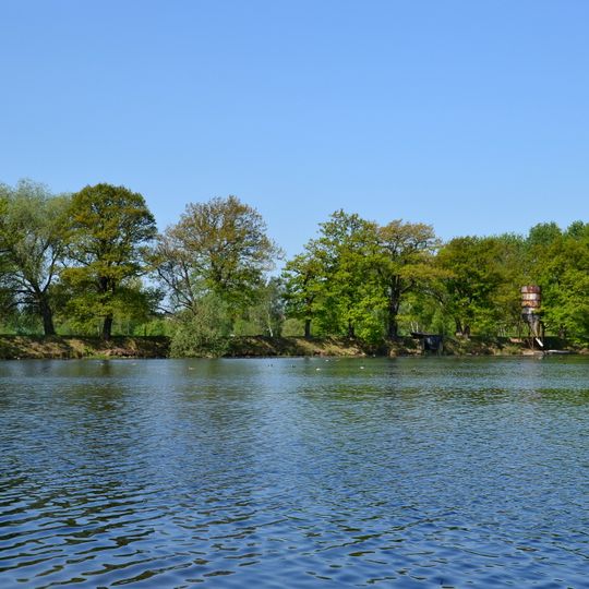 Duby u Horního Fikače