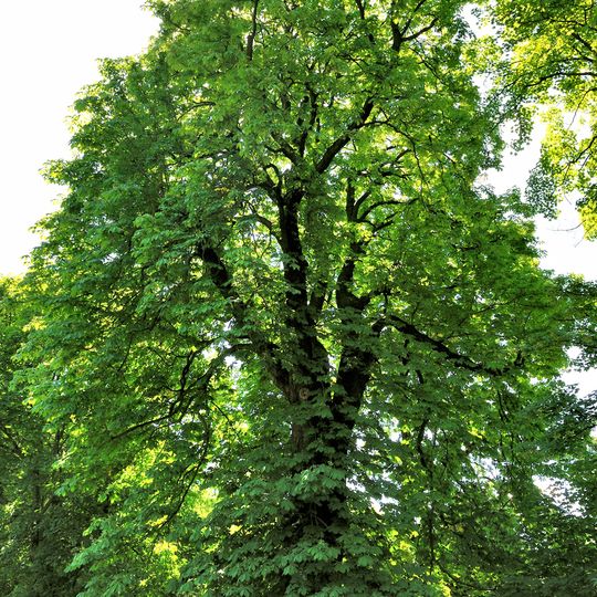 Balkan-Rosskastanie Treptower Park