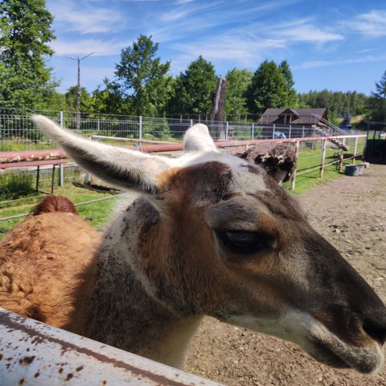Rybaczówka MiniZOO Wodzisław Śląski - Zawada