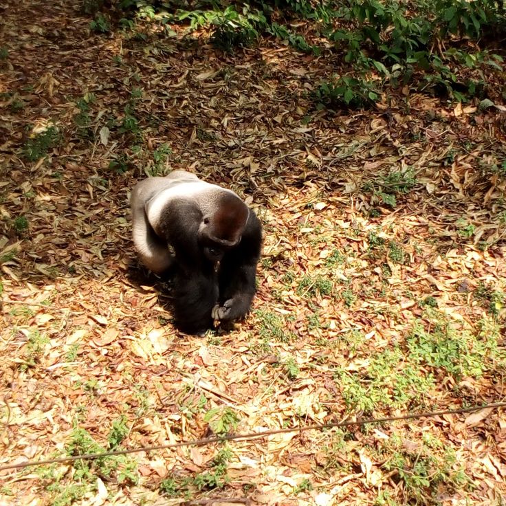Centro de Vida Selvagem de Limbe