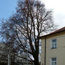 Červenolistý buk v Budovcově ulici