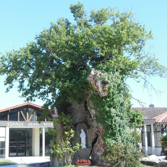 Roble de Saint-Vincent-de-Paul