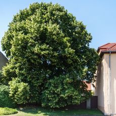 Tilia in Wölpern