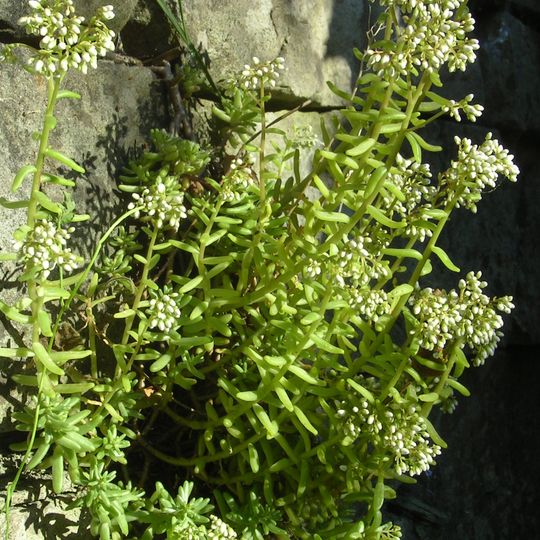 Rezerwat przyrody Skałki Stoleckie