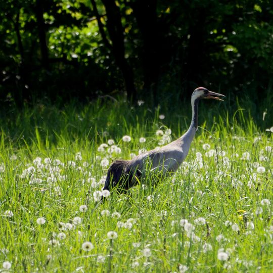 Diedersdorfer Heide und Großbeerener Graben