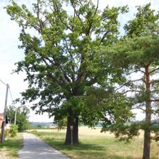Oak in Kozodírky