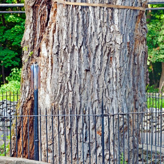 Bloomer–Dailey House and Balmville Tree