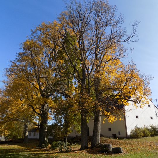 Skupina Javorů klenů v Jimdřichovickém zámeckém parku