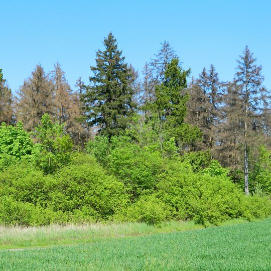 Еловая роща