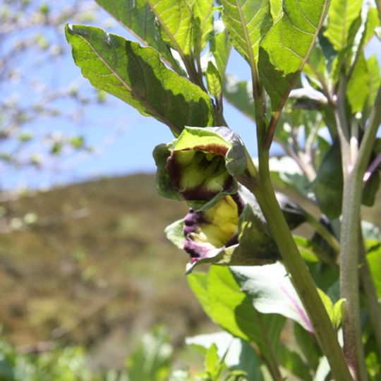 Jardín de Plantas Medicinales de Ootakimachi