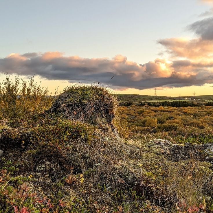 Heiðmörk