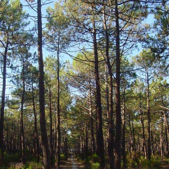 Landes forest