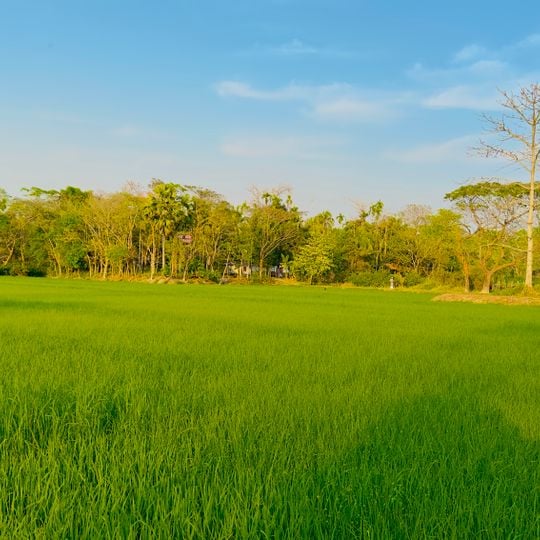 Beanibazar Upazila