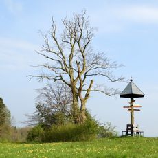 Triftbuche im Feld bei Renda