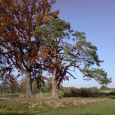 Borovice u rybníku Sosny za Lásenicí