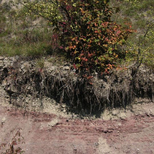 Buntsandstein-Profil WSW von Gambach