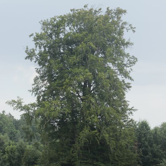 Buk pod Stříbrným vrchem