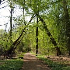 Neuenburger Urwald