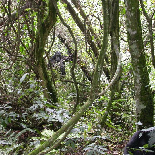 Parco nazionale impenetrabile di Bwindi