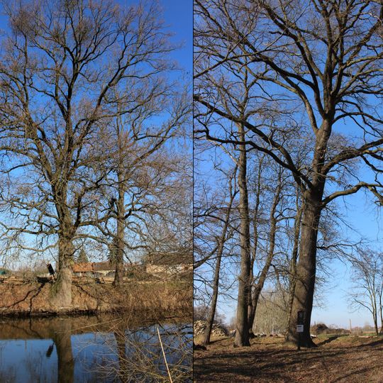 Duby u tůně v Tuhani