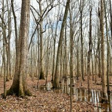 Pike State Forest