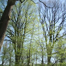 Skupina stromů u tvrze